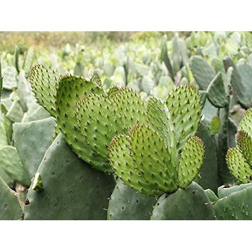 Polvo de Nopal Orgánico Maxx Herb 340 g - Alto en Fibra y Calcio