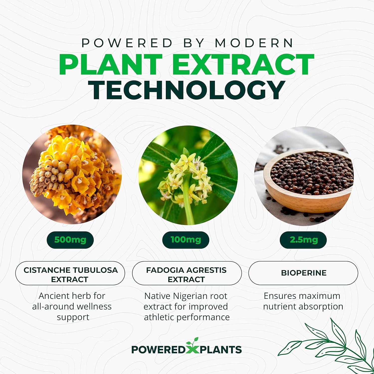 Suplemento Natural Cistanche Tubulosa Powered X Plants 90 Cápsulas