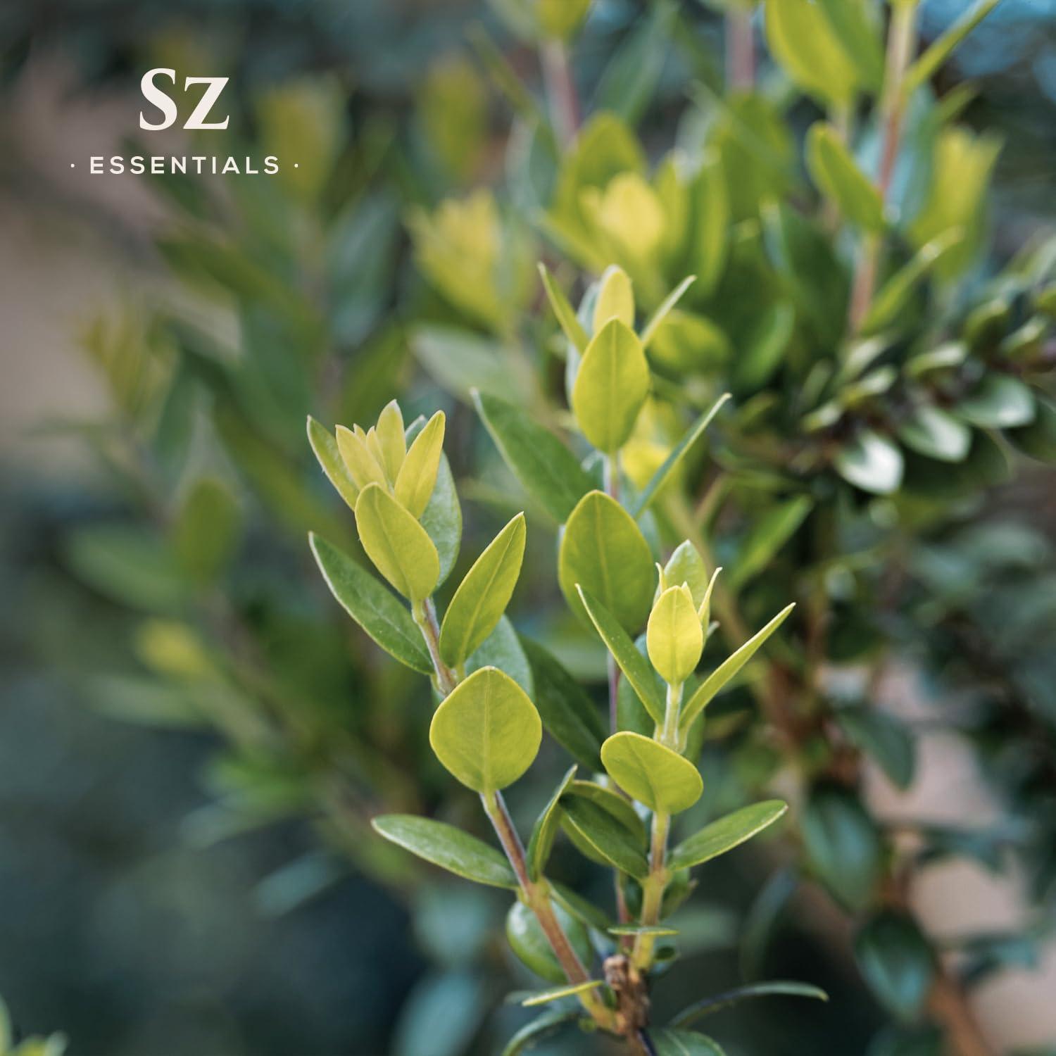 Aceite Esencial de Mirto 100% Puro Sz Essentials 5ml