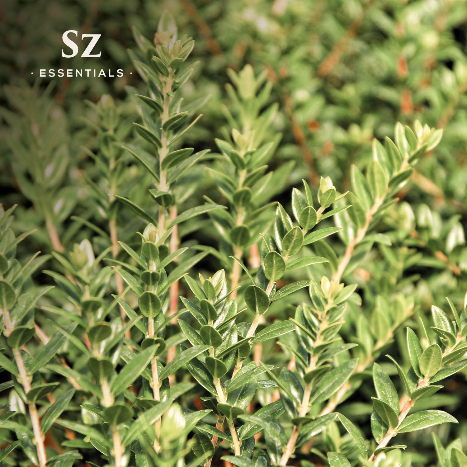 Aceite Esencial de Mirto 100% Puro Sz Essentials 5ml