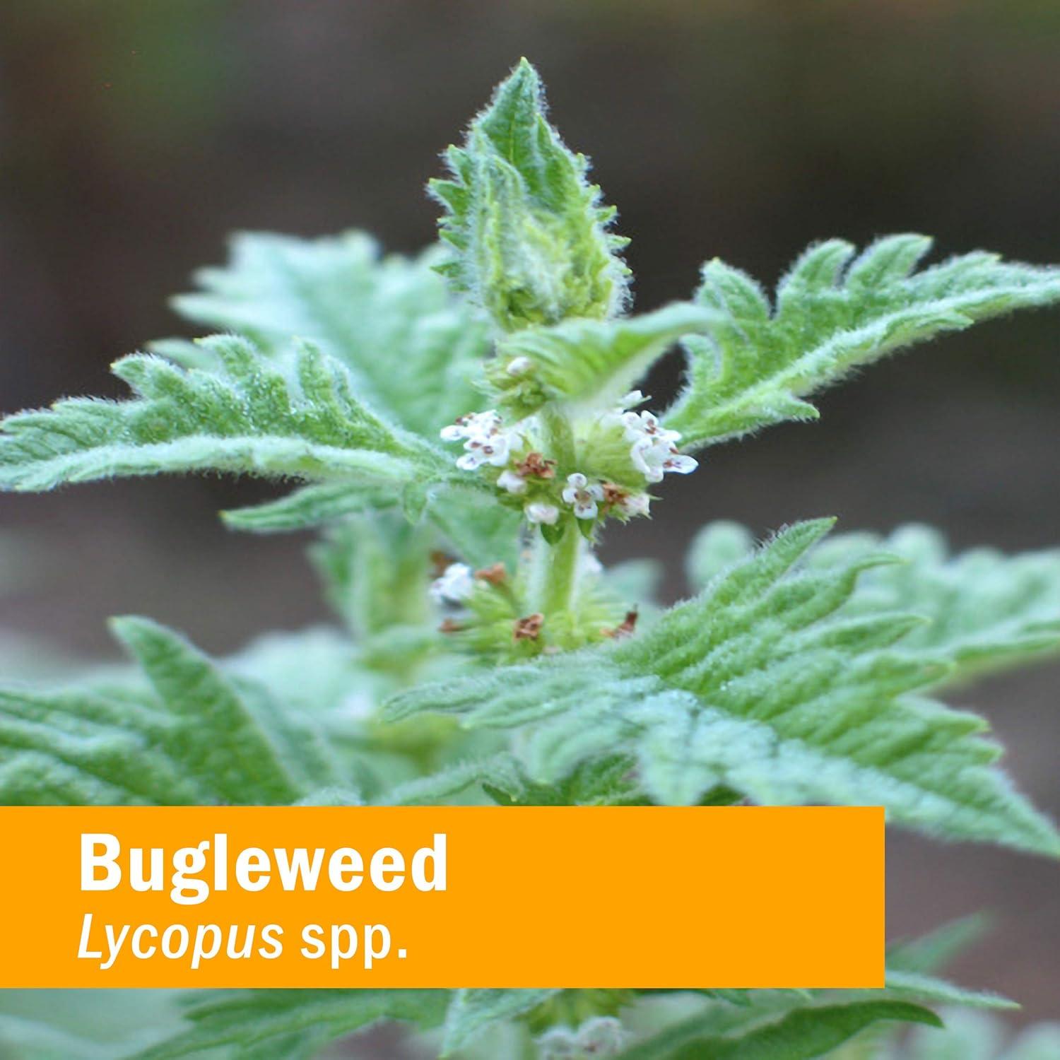 Extracto de Bugleweed Herb Pharm 28.35g - Soporte Endocrino