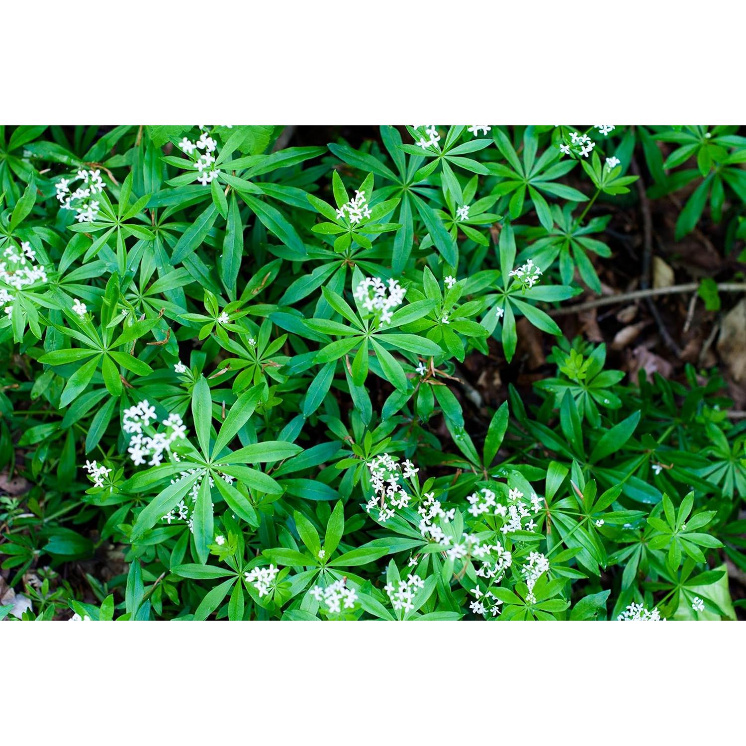 Té Herbal Health Embassy Hierba de Madera Dulce 50g