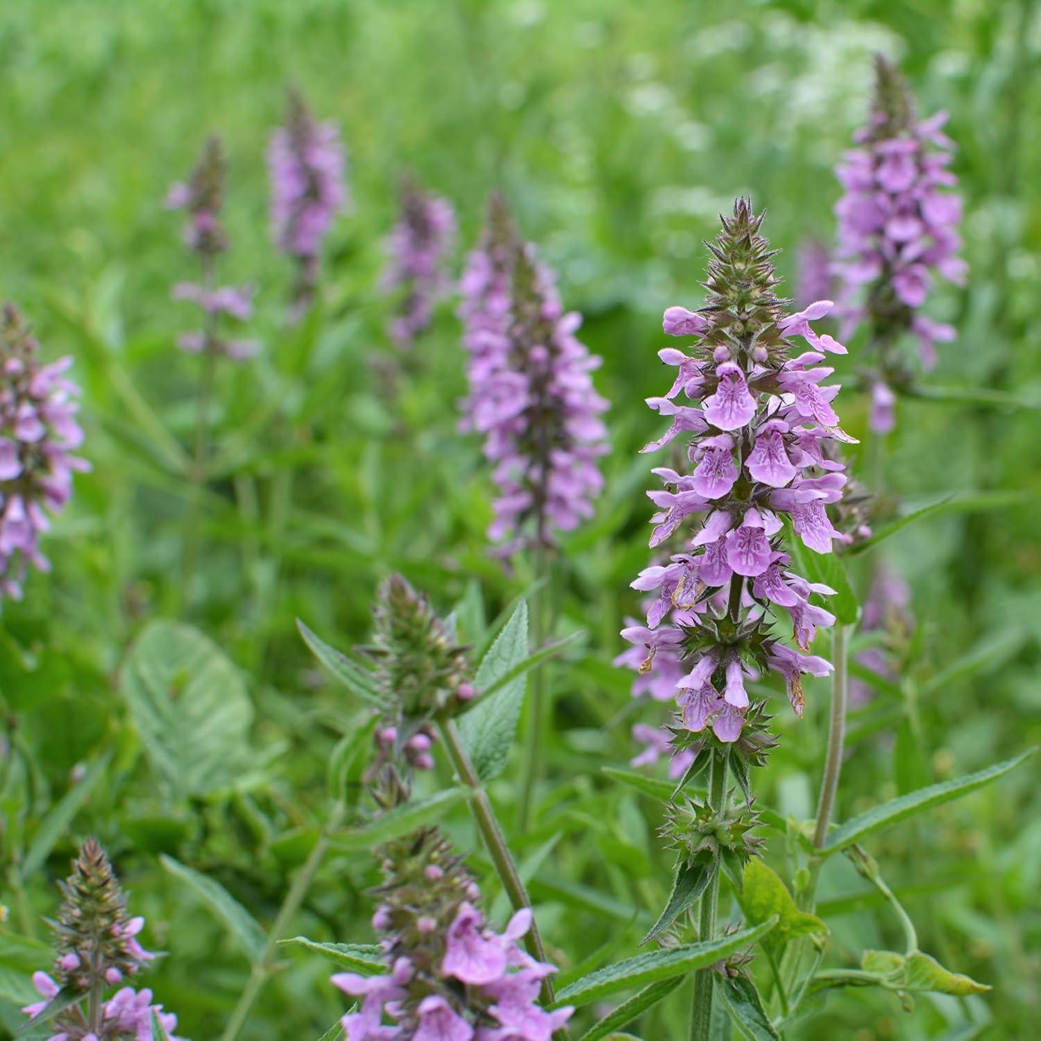 Betónica Abeto y Pradera 113.4g Cortada y Tamizada No GMO