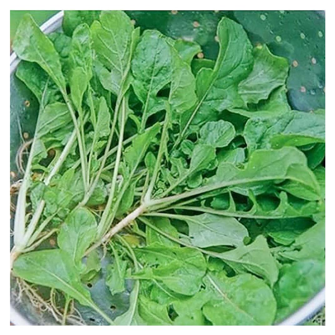 Turnip Green Seeds - Seven Top Turnip Greens - Produces Only Greens - 3400 Seeds