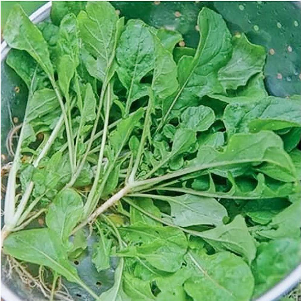 Turnip Green Seeds - Seven Top Turnip Greens - Produces Only Greens - 3400 Seeds