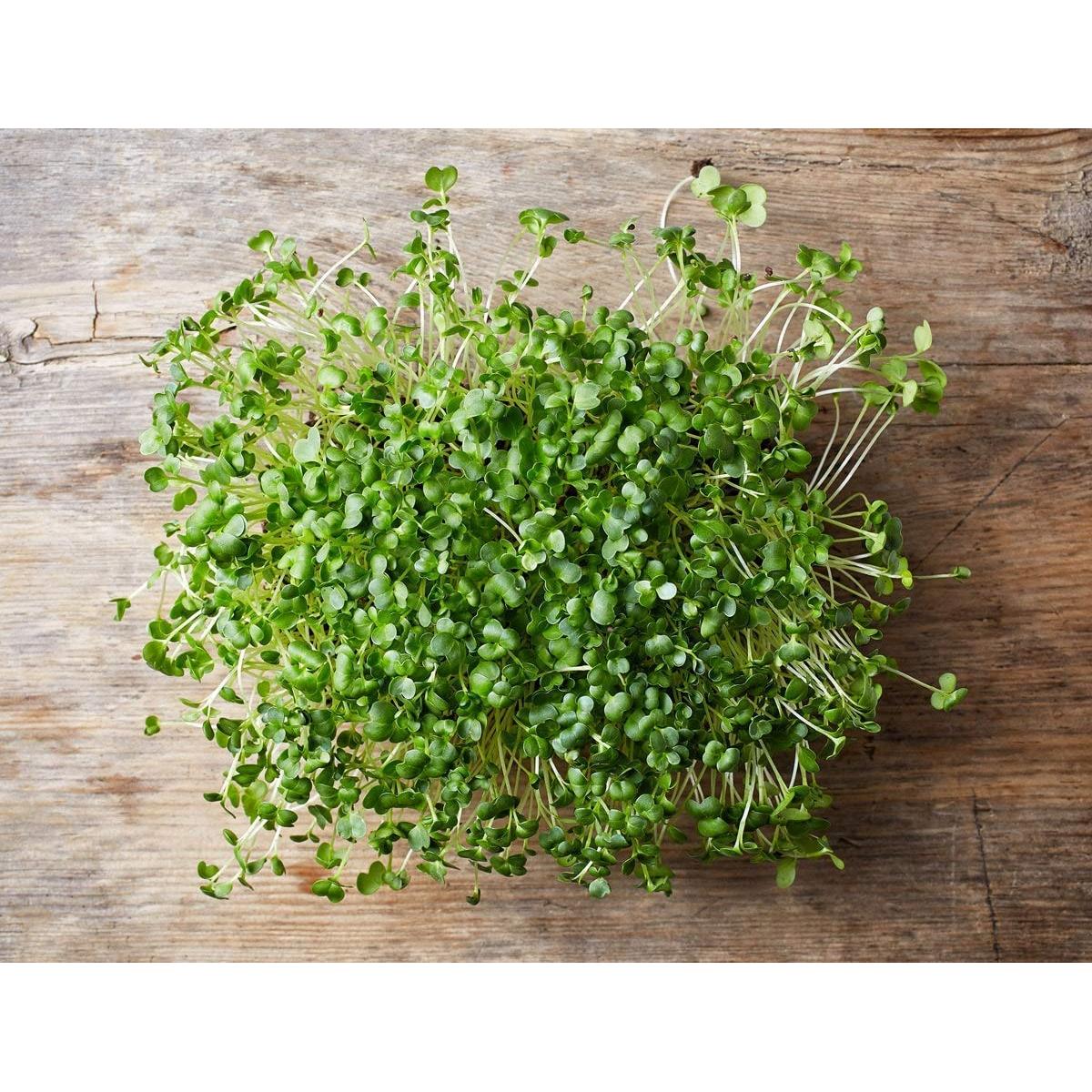 Polvo de Brotes de Brócoli Orgánico Food to Live 113g - Superalimento Vegano