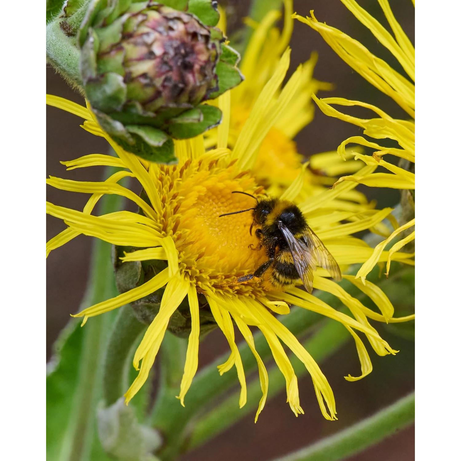 Extracto Líquido de Elecampane Orgánico Herb Pharm 29.57 ml