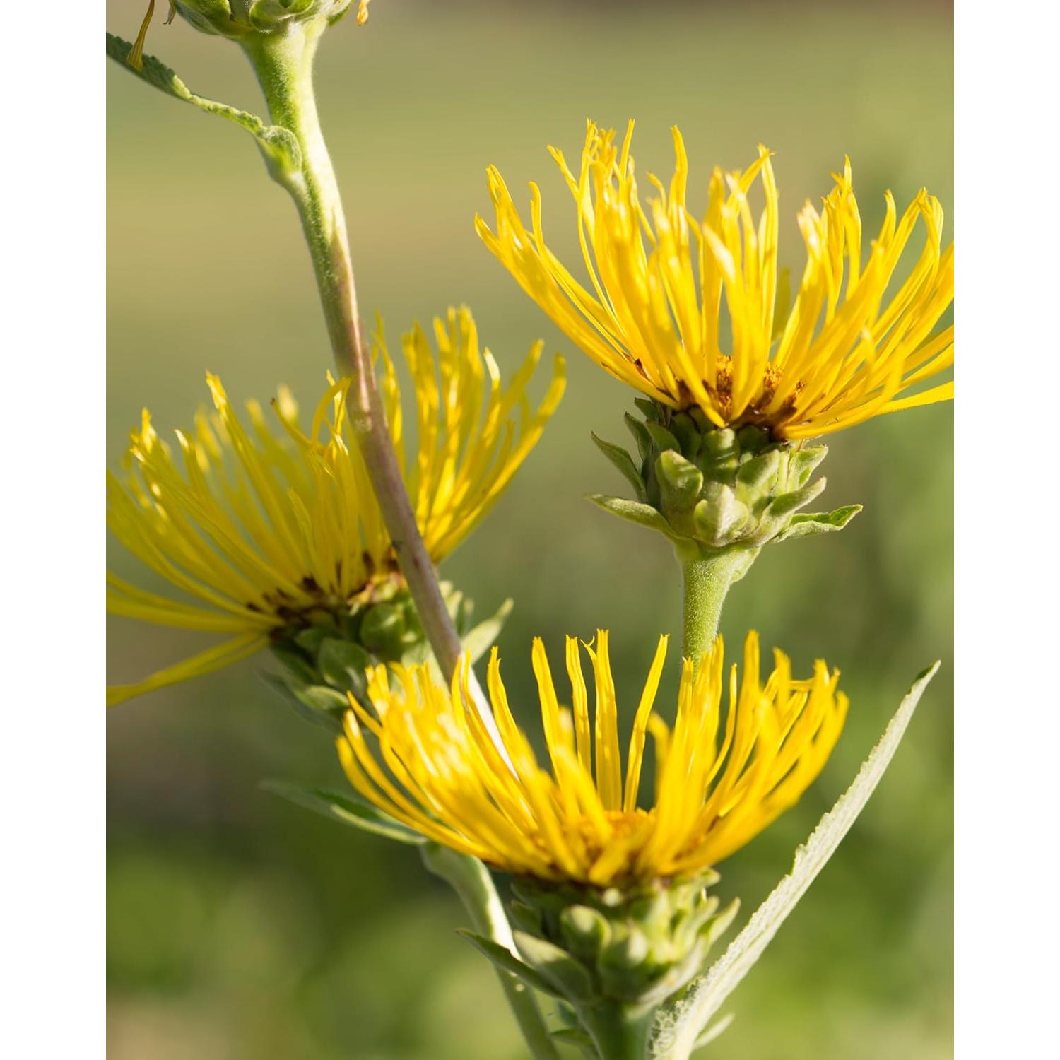 Extracto Líquido de Elecampane Orgánico Herb Pharm 29.57 ml