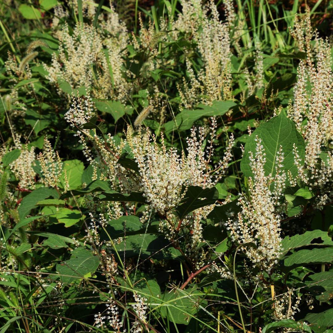 Extracto de raíz de Polygonum cuspidatum Earthborn 200 cápsulas