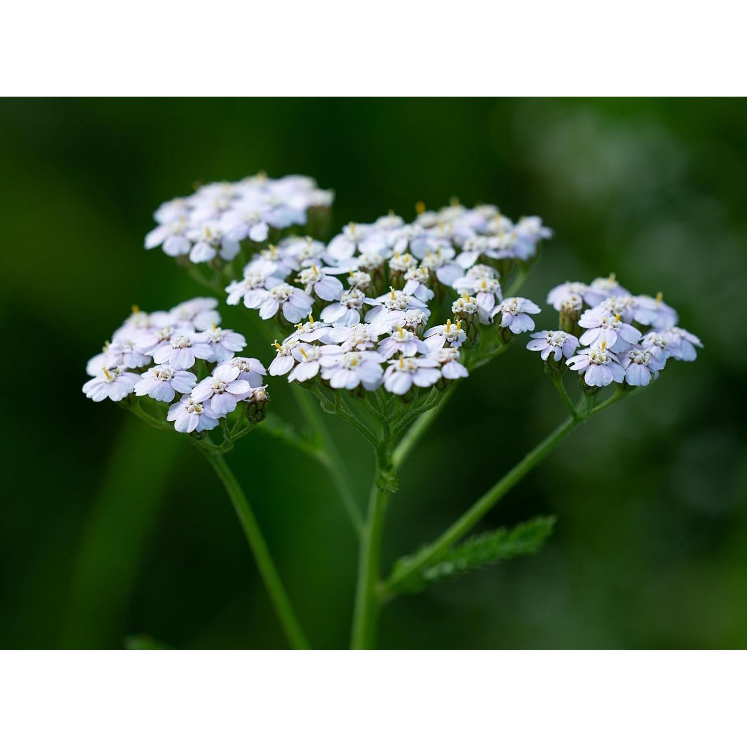 Té de Flores de Milenrama 30g - 100% Natural - Fluxias