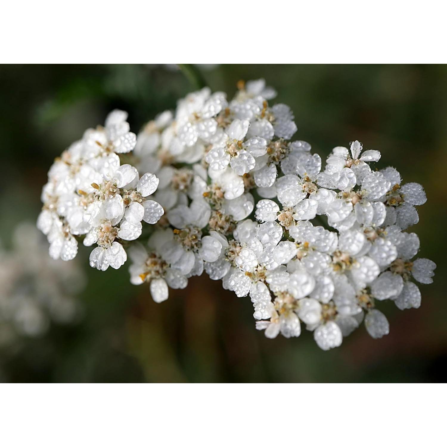 Té de Flores de Milenrama 30g - 100% Natural - Fluxias