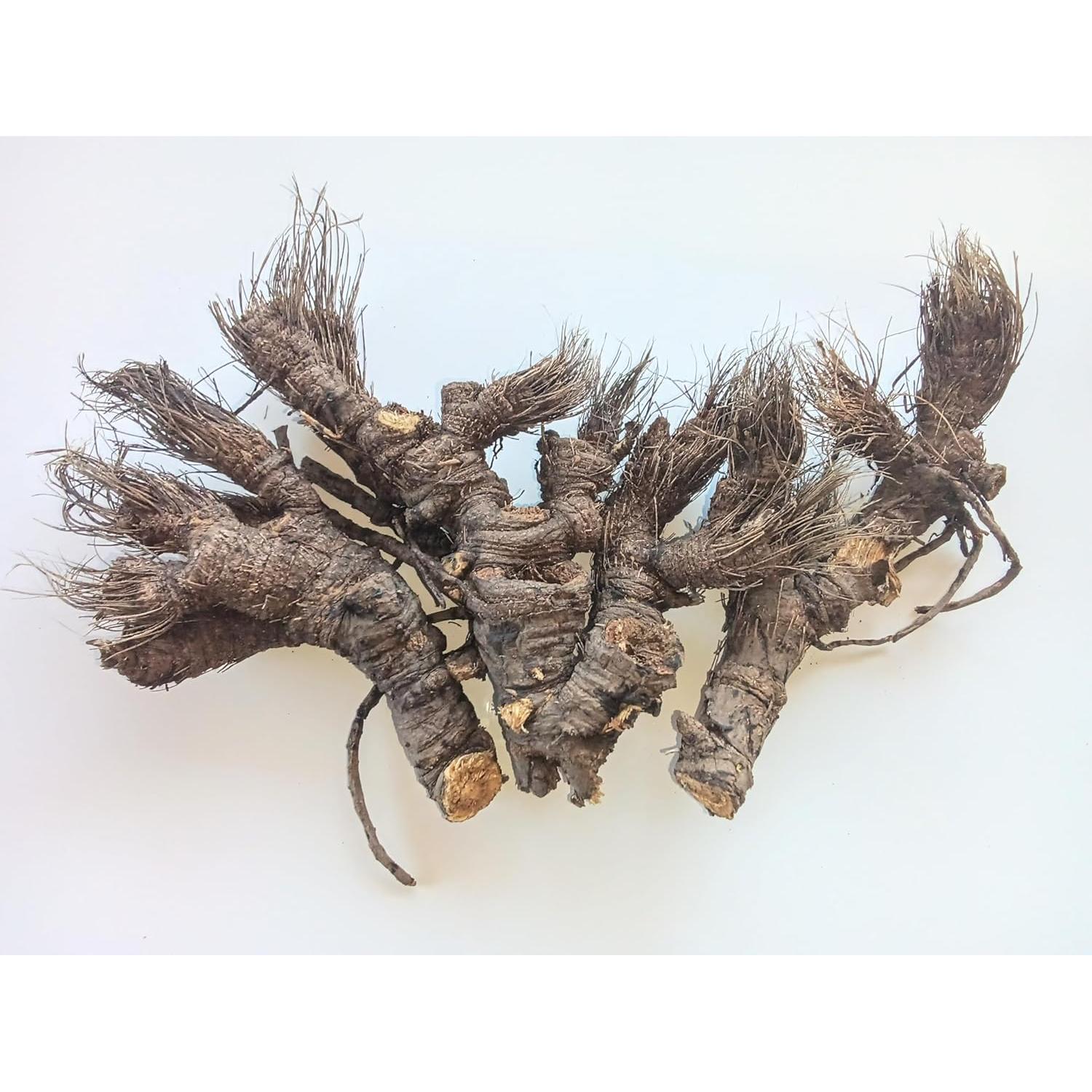 Raíz de Osha 453g Craft Wild Herbs - 100% Natural