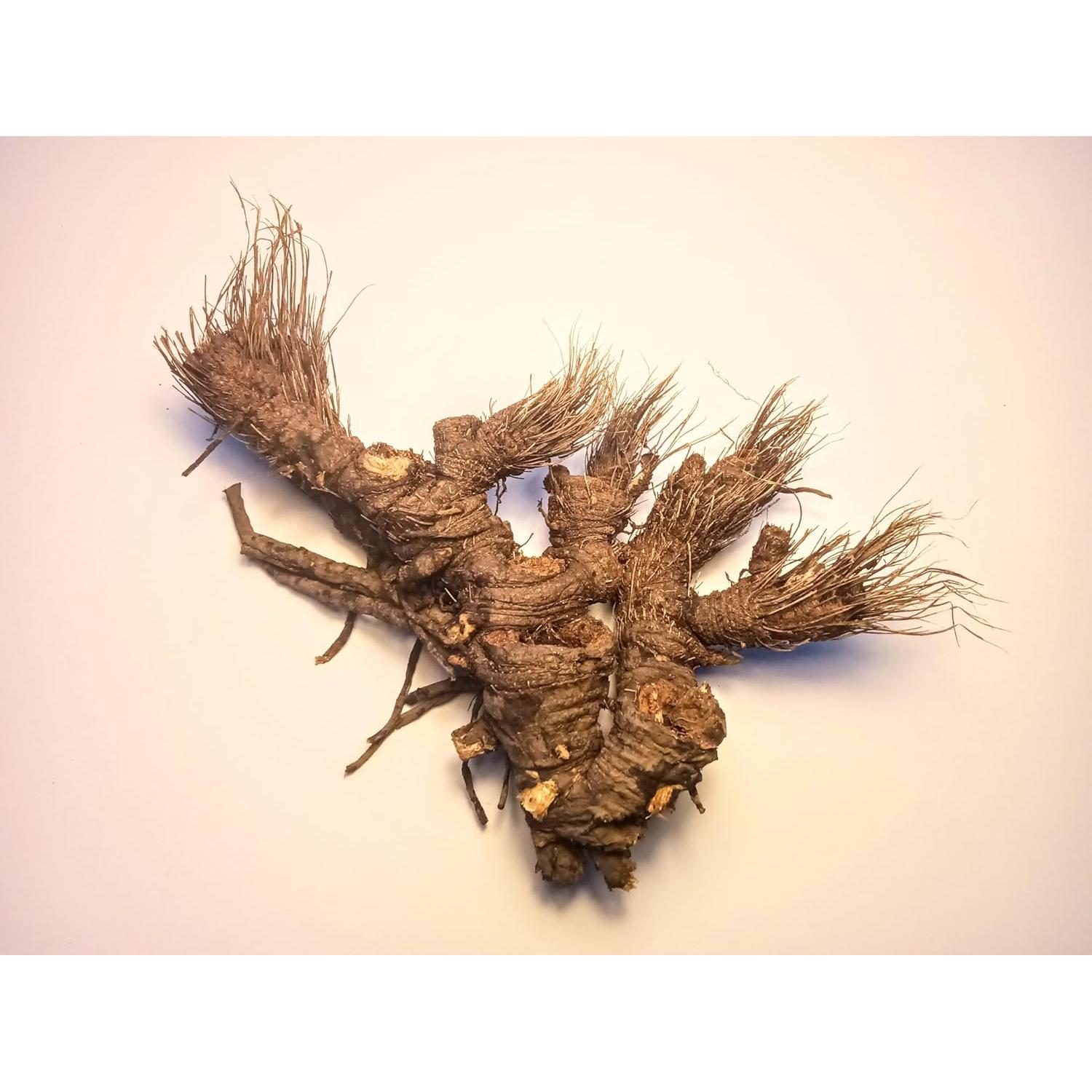 Raíz de Osha 453g Craft Wild Herbs - 100% Natural