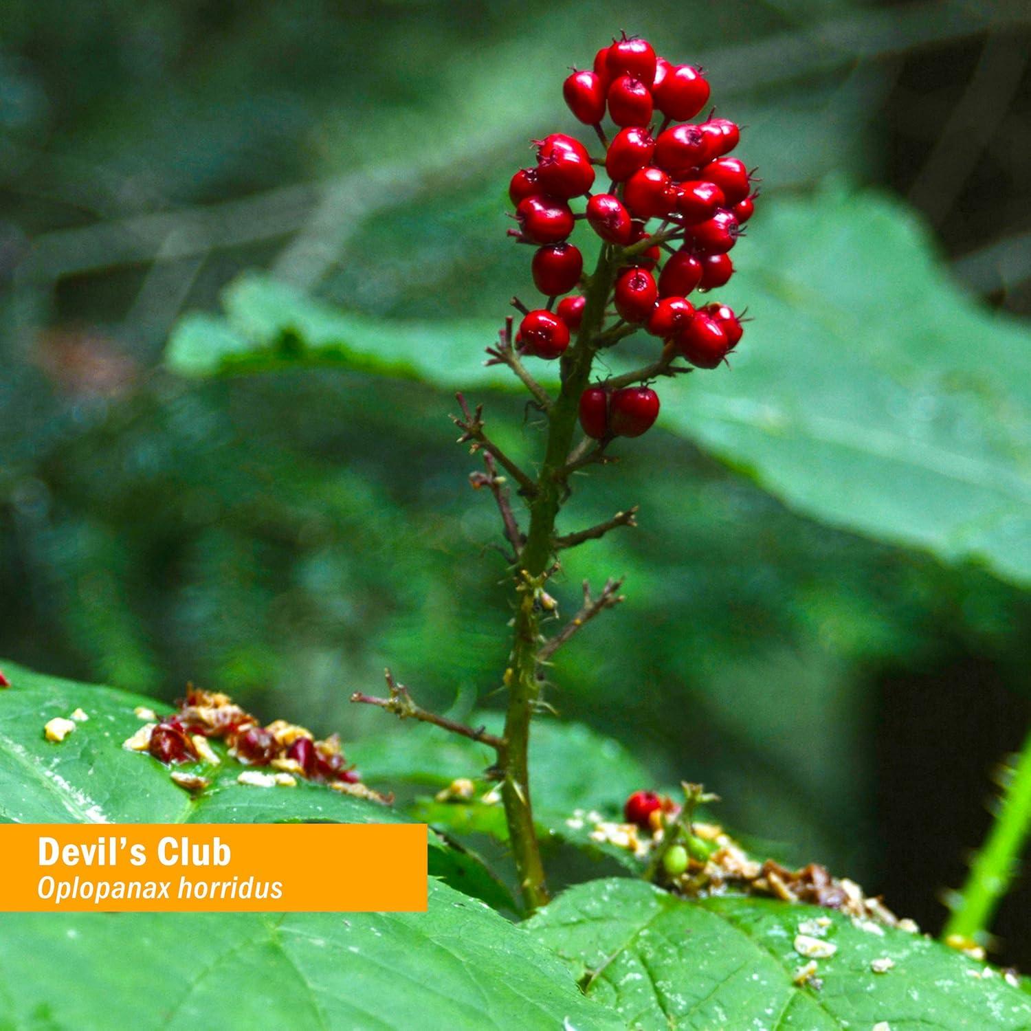 Extracto Líquido de Devil's Club Herb Pharm - 29.57 ml