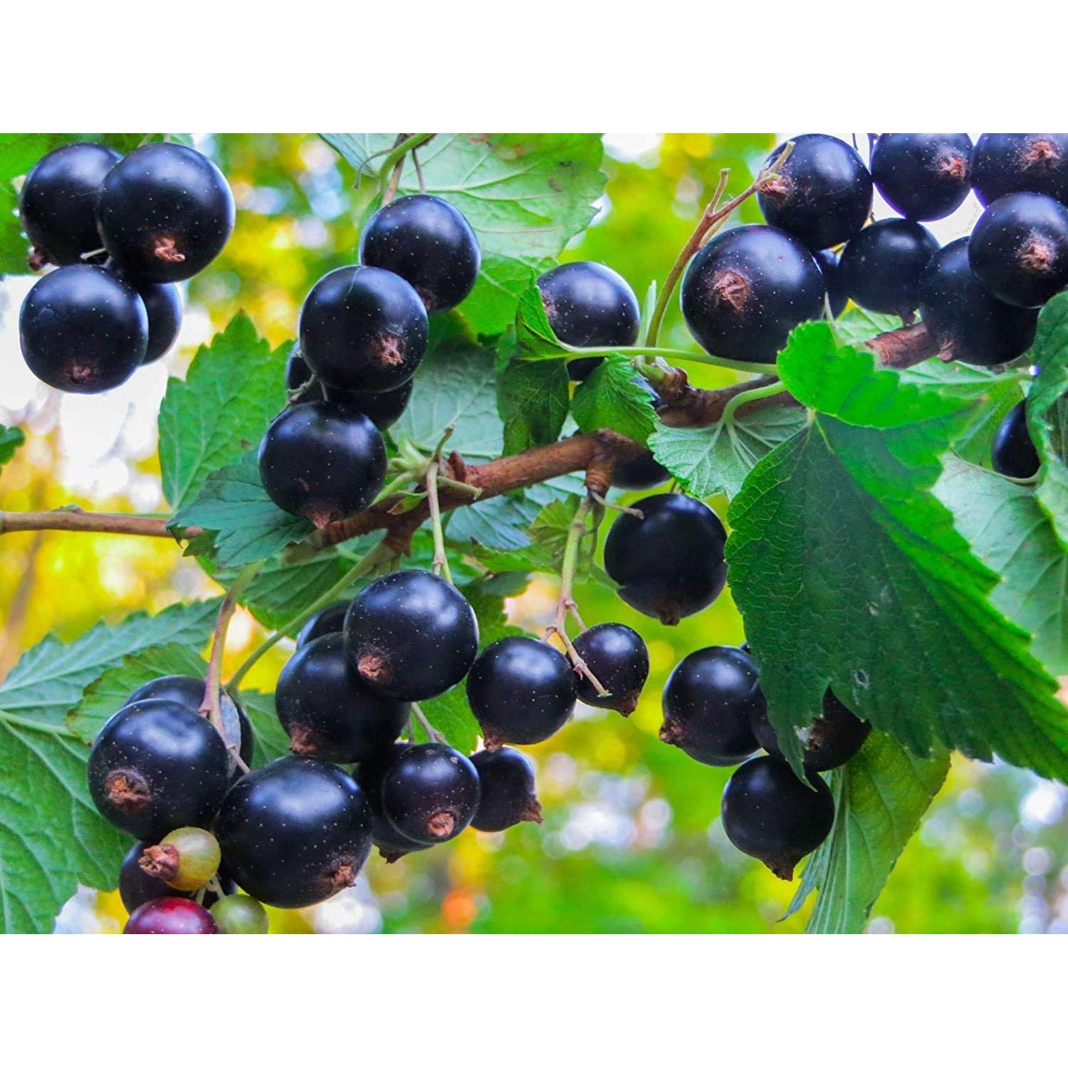 Polvo de Jugo de Grosella Negra Orgánica Food to Live 113g - Superalimento Vegano