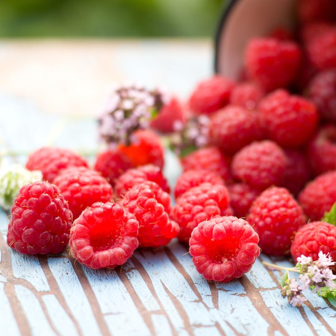 Polvo de Fruta de Frambuesa 0.45 kg Ingredientes Originales Puros