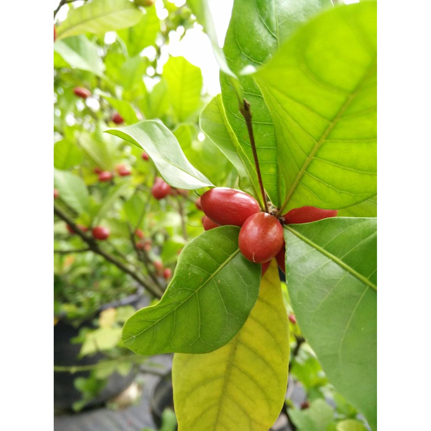 Berries de Fruta Milagrosa Fresca - 15 Unidades - Jardín de Ethans