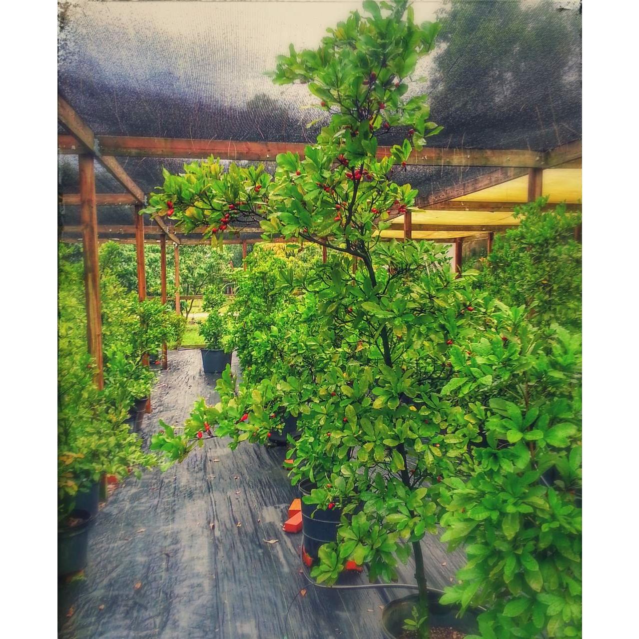 Berries de Fruta Milagrosa Fresca - 15 Unidades - Jardín de Ethans