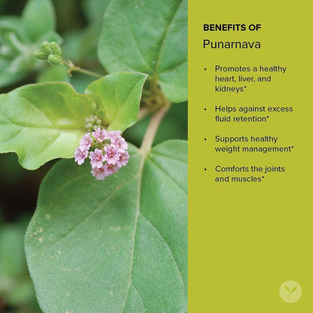 Polvo de Punarnava Orgánico Banyan Botanicals 0.23 kg - Vegano