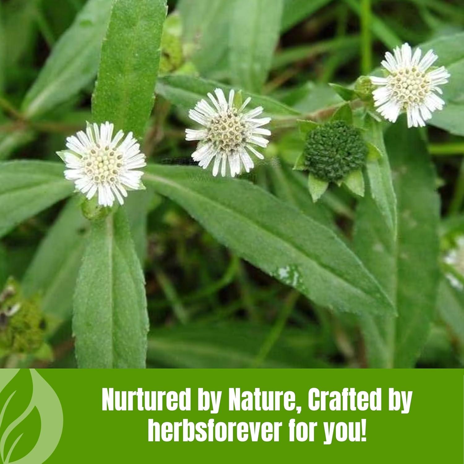 Polvo de Bhringaraj HerbsForever 230g - Cuidado Natural del Cabello