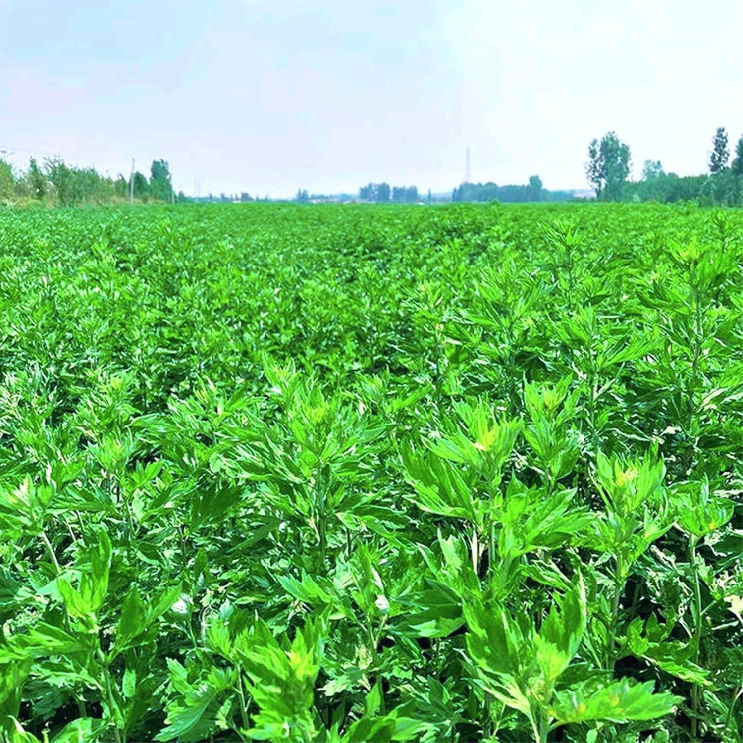 Polvo de Artemisa 400g - Té de Artemisa Orgánico Premium