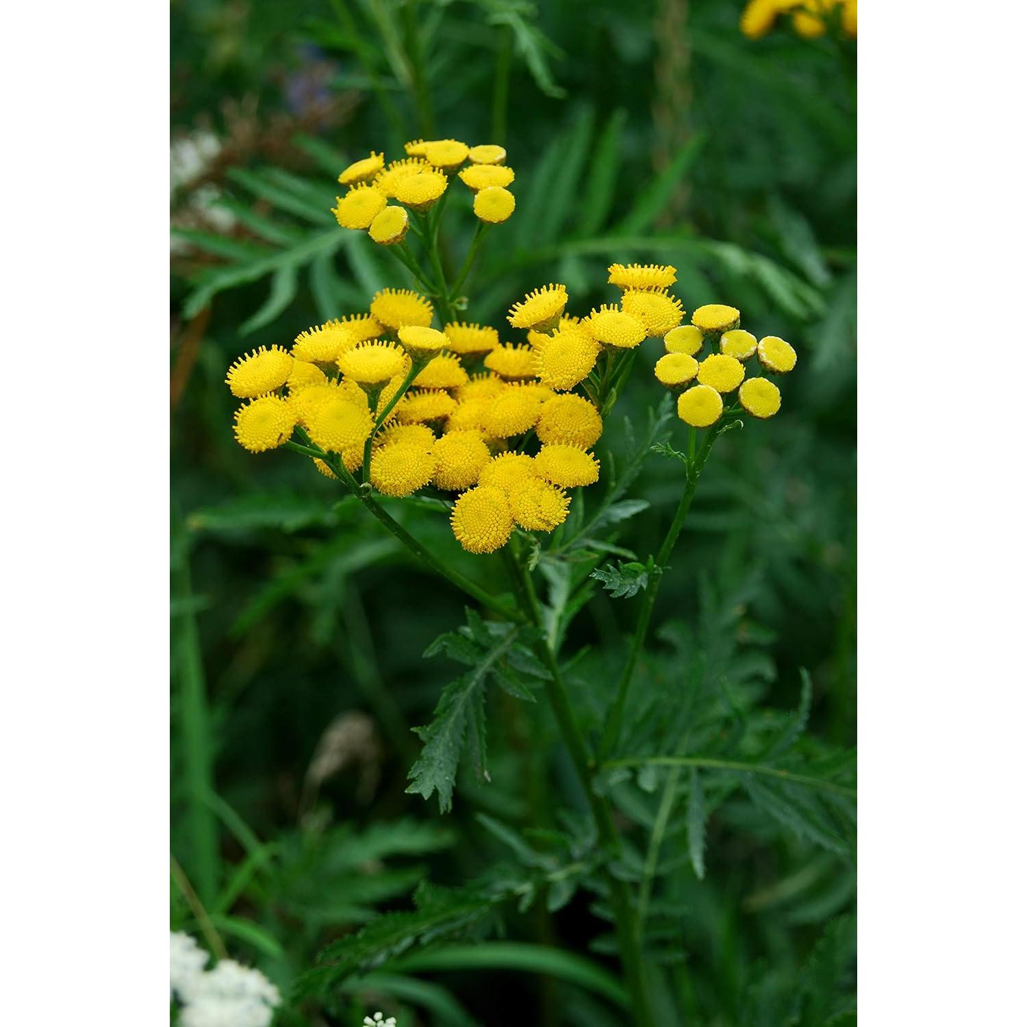 Té Herbal Tansy Embajada de Salud 50g - Tanacetum Vulgare