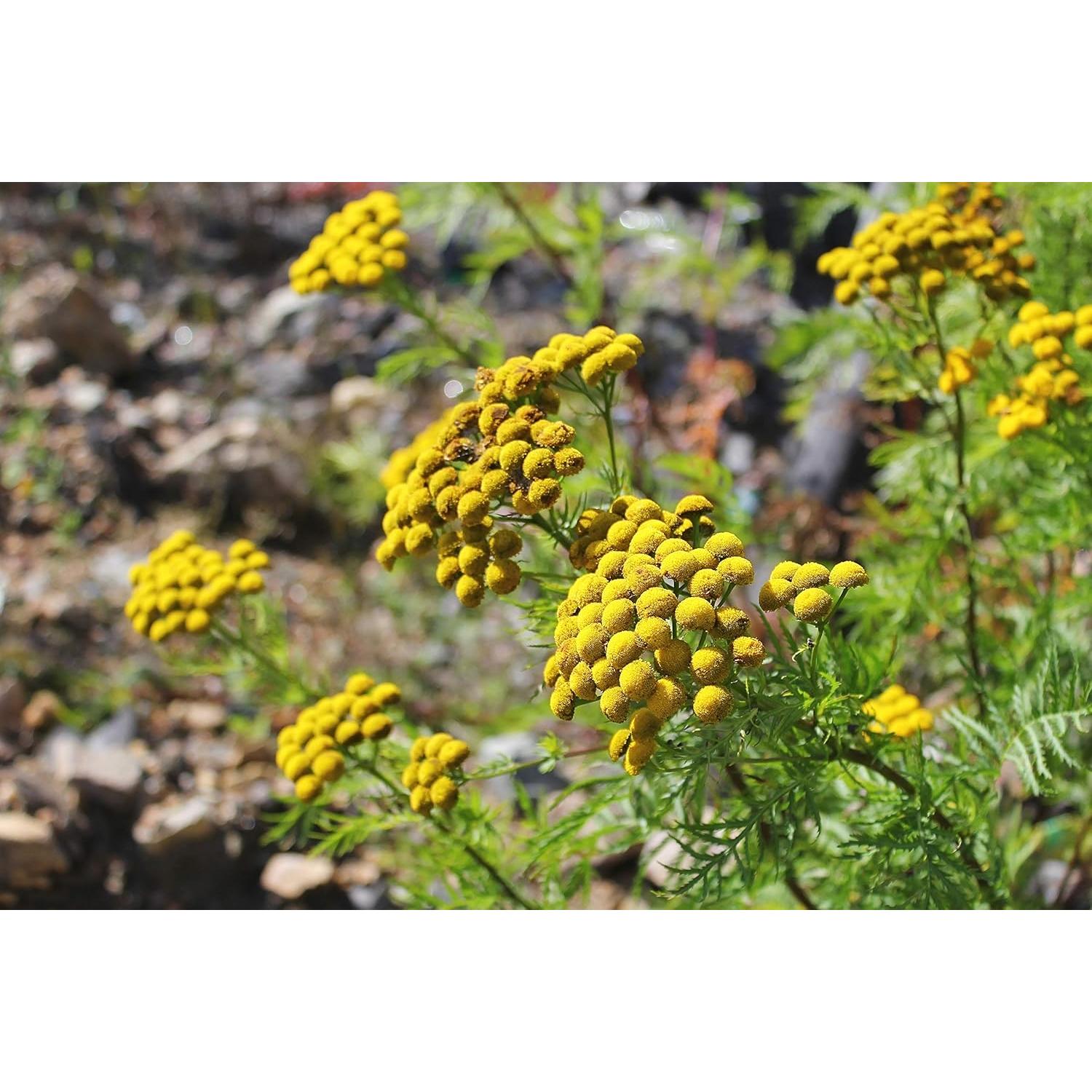 Té Herbal Tansy Embajada de Salud 50g - Tanacetum Vulgare