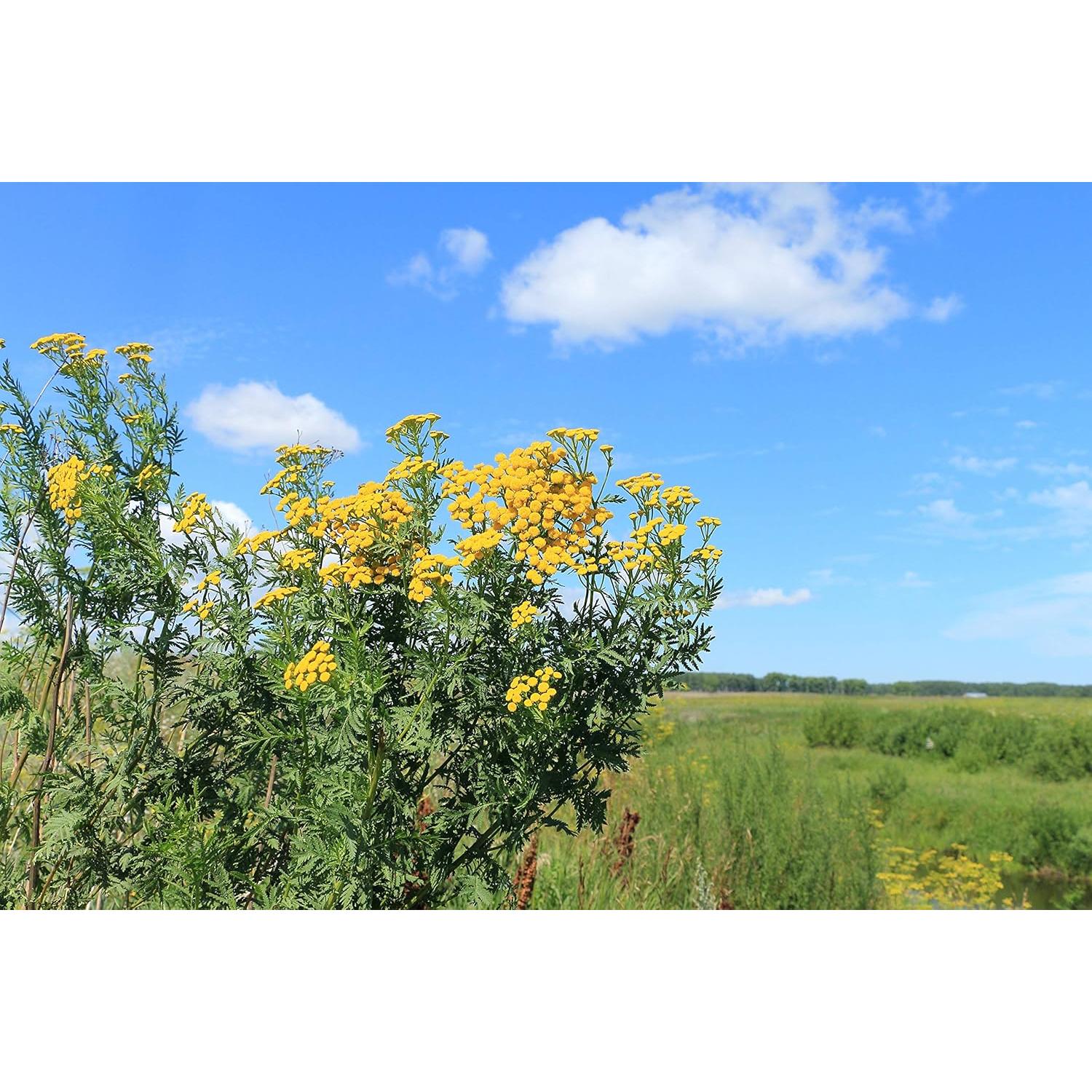 Té Herbal Tansy Embajada de Salud 50g - Tanacetum Vulgare