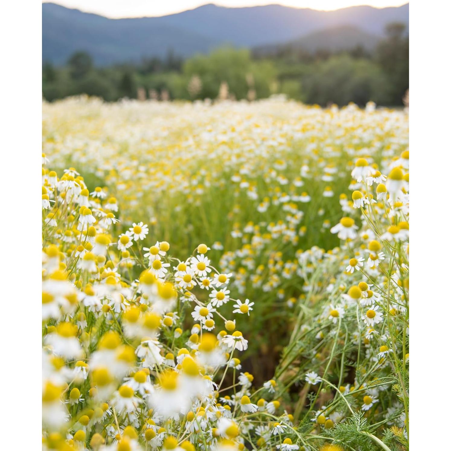 Extracto Líquido de Manzanilla Orgánica Herb Pharm 30ml