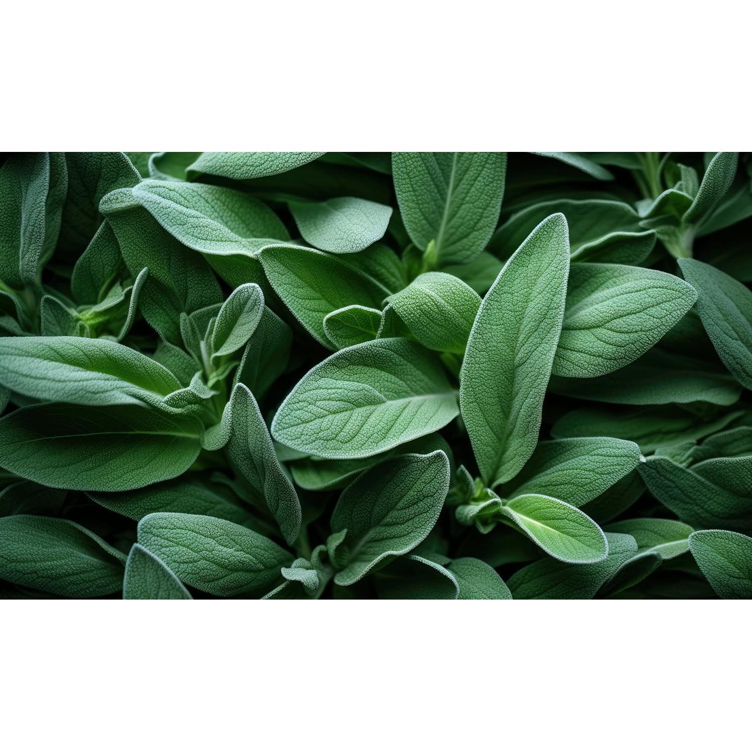 Salvia Orgánica U.S. Wellness 0.45 kg - Té y Condimento