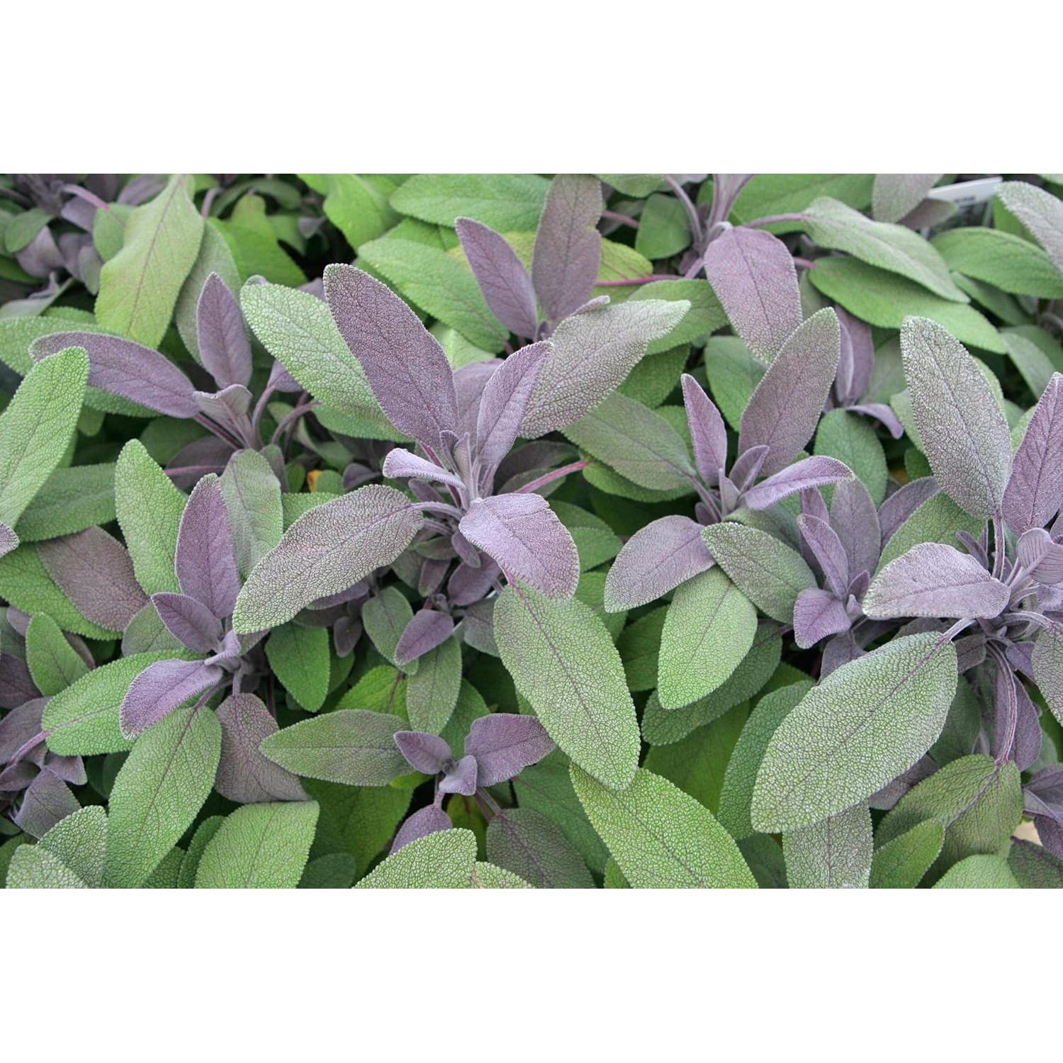 Salvia Orgánica U.S. Wellness 0.45 kg - Té y Condimento