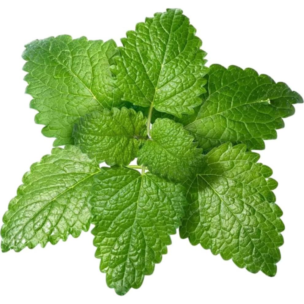 Extracto de Bálamo de Limón Orgánico Natural Puro 500g