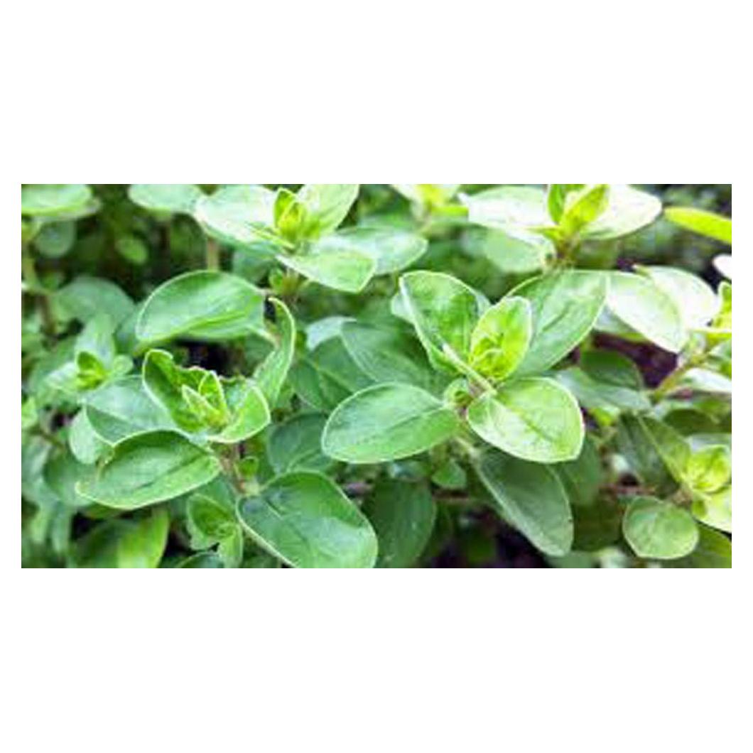 Marjoram Sweet, Heirloom, Non GOM, (25+) Herb, Majoram Sweet Seeds