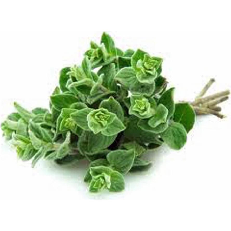 Marjoram Sweet, Heirloom, Non GOM, (25+) Herb, Majoram Sweet Seeds
