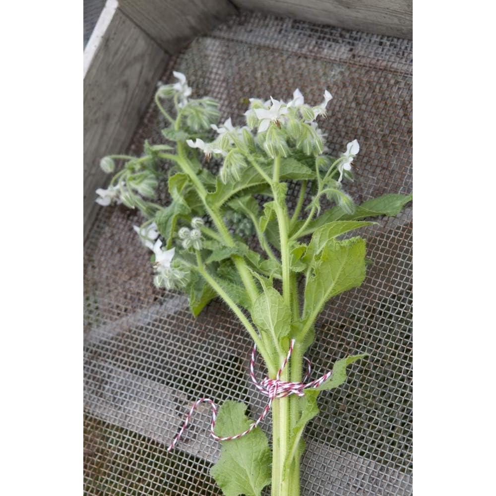 Té Herbal de Hierba de Borraja Health Embassy 100g Natural