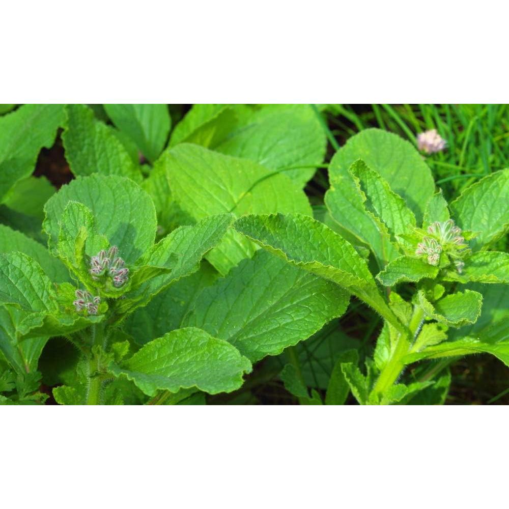 Té Herbal de Hierba de Borraja Health Embassy 100g Natural