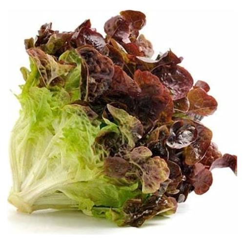 Ruby Red Lettuce Leaf Seeds (25 Count) COOL BEANS N SPROUTS Brand. Home Gardening.