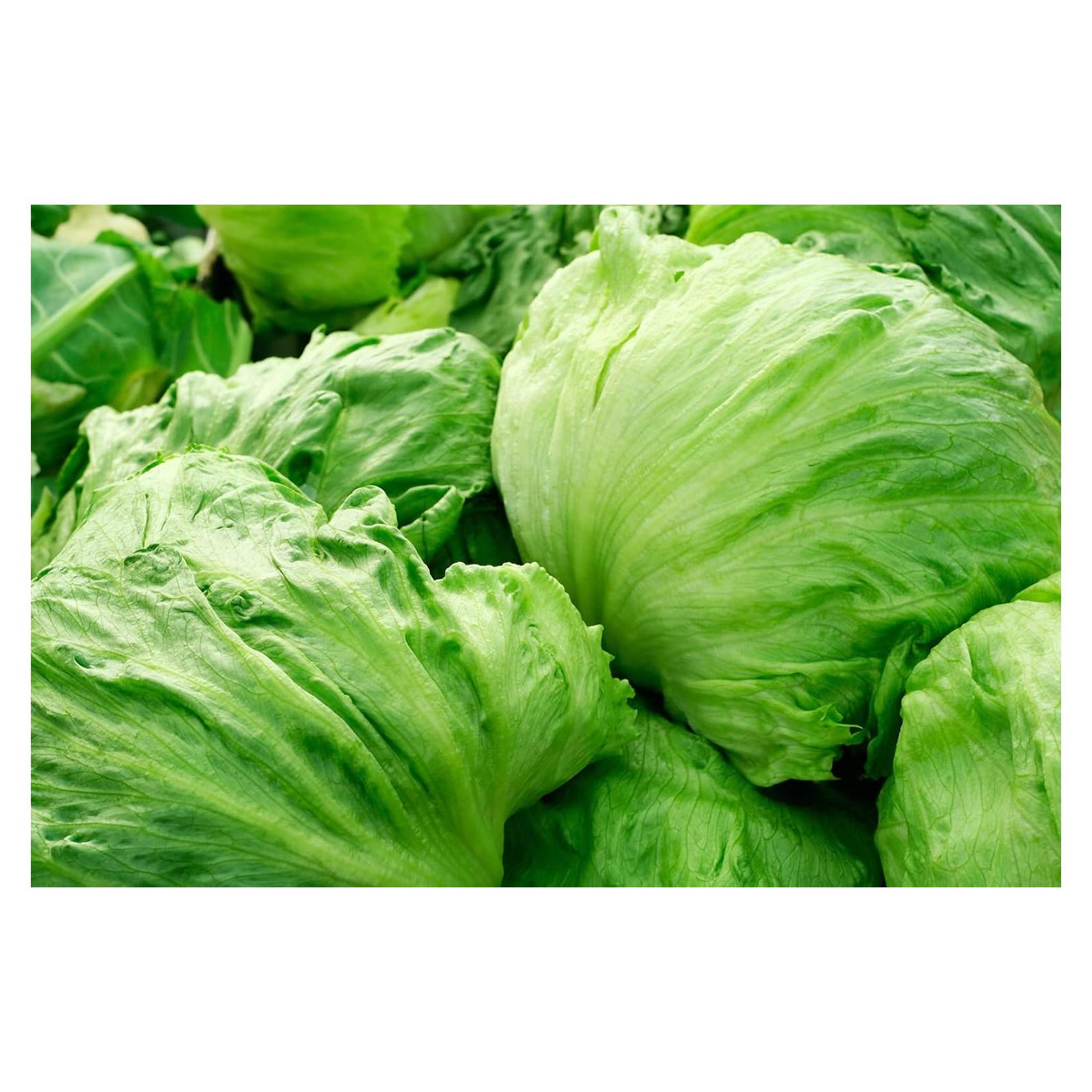 Iceberg Crisphead Lettuce Seeds (25 Count) COOL BEANS N SPROUTS Brand. Home Gardening.