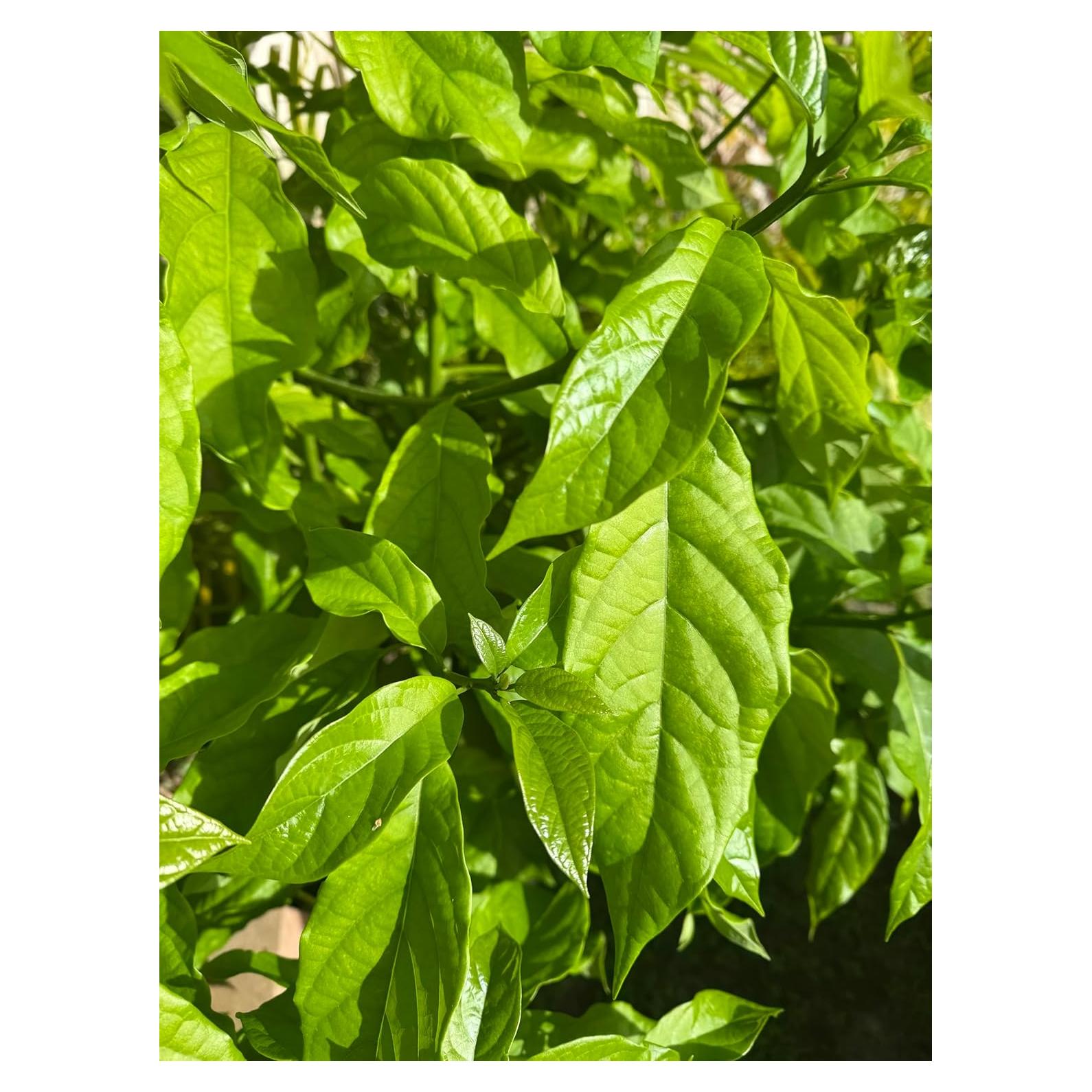 Hojas de Aguacate Frescas 100% Naturales - 5 Hojas Aromáticas