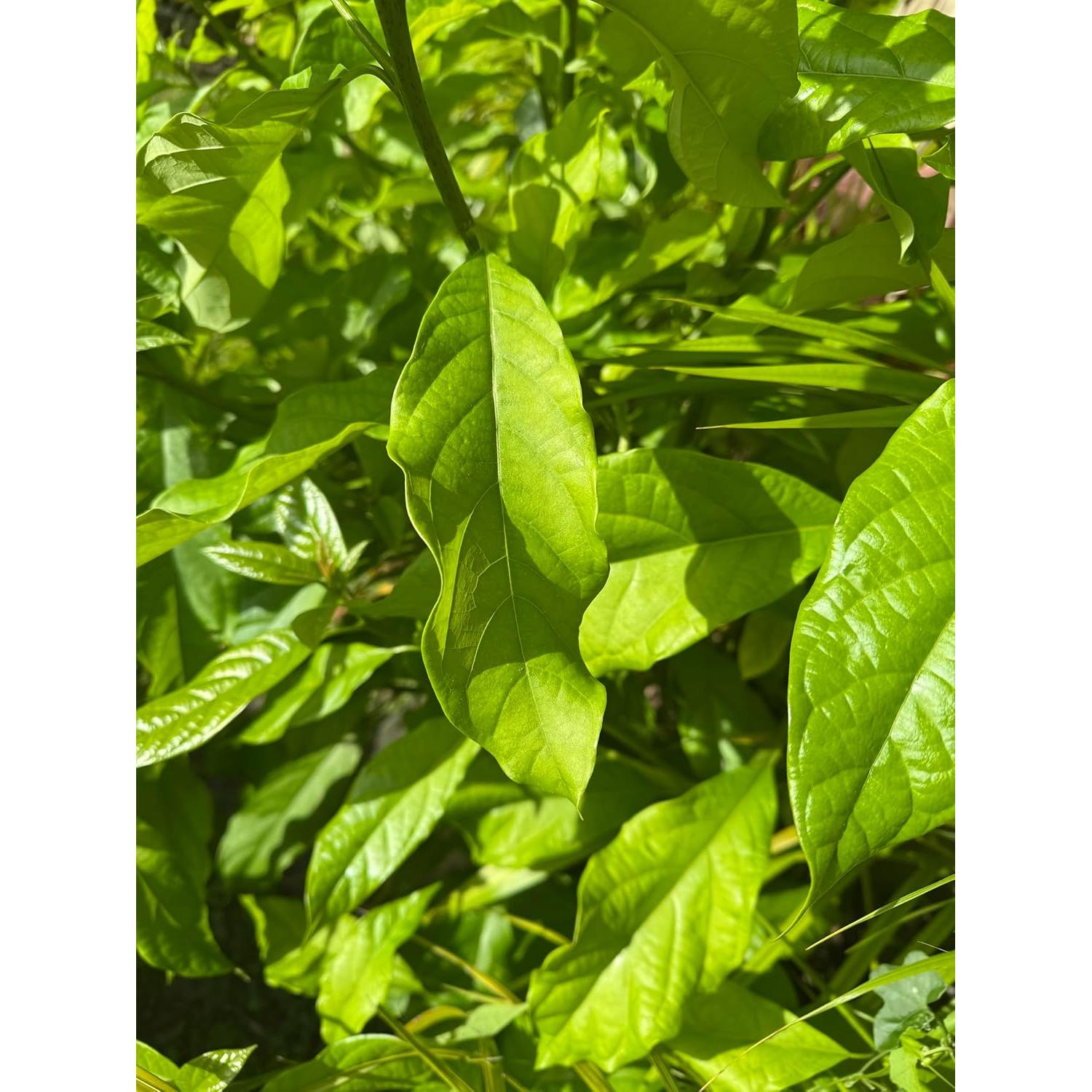 Hojas de Aguacate Frescas 100% Naturales - 5 Hojas Aromáticas