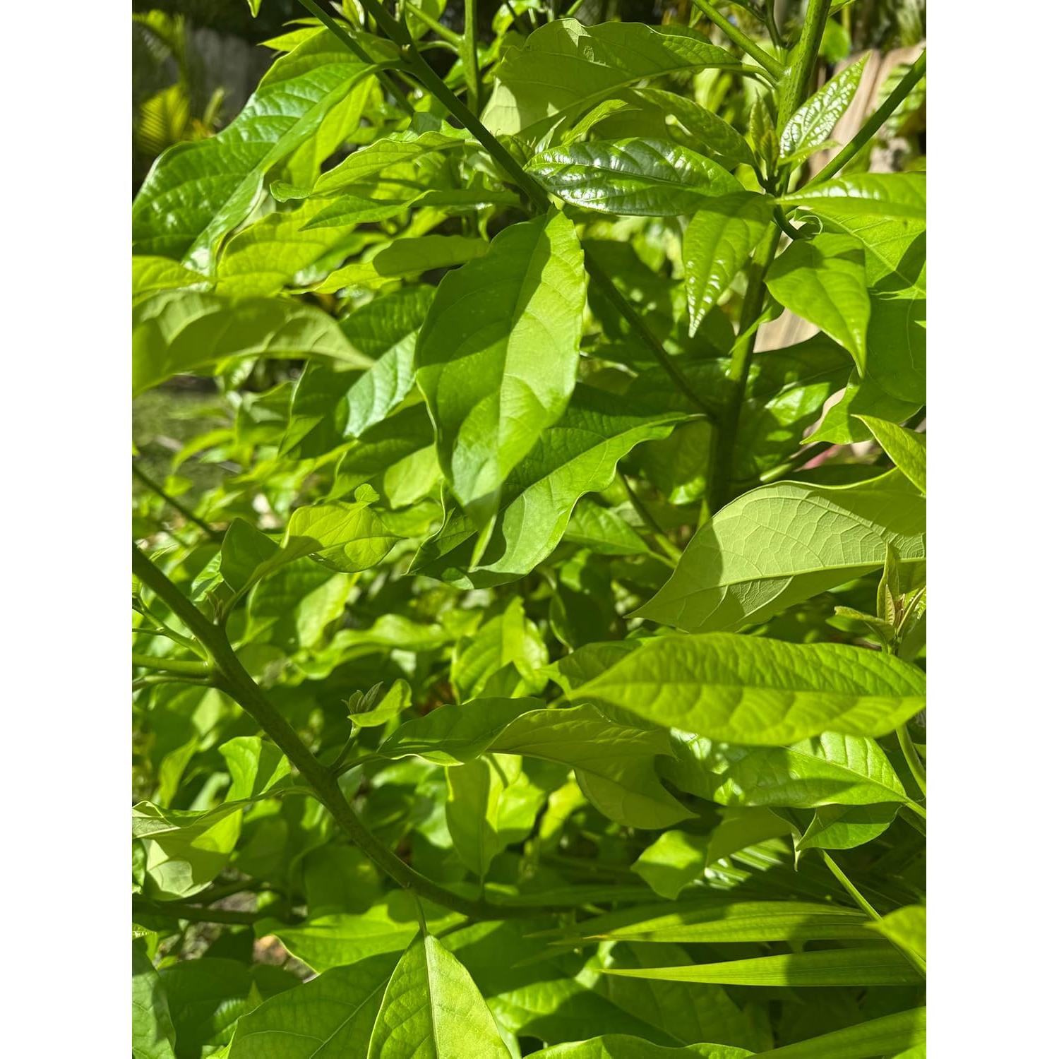 Hojas de Aguacate Frescas 100% Naturales - 5 Hojas Aromáticas