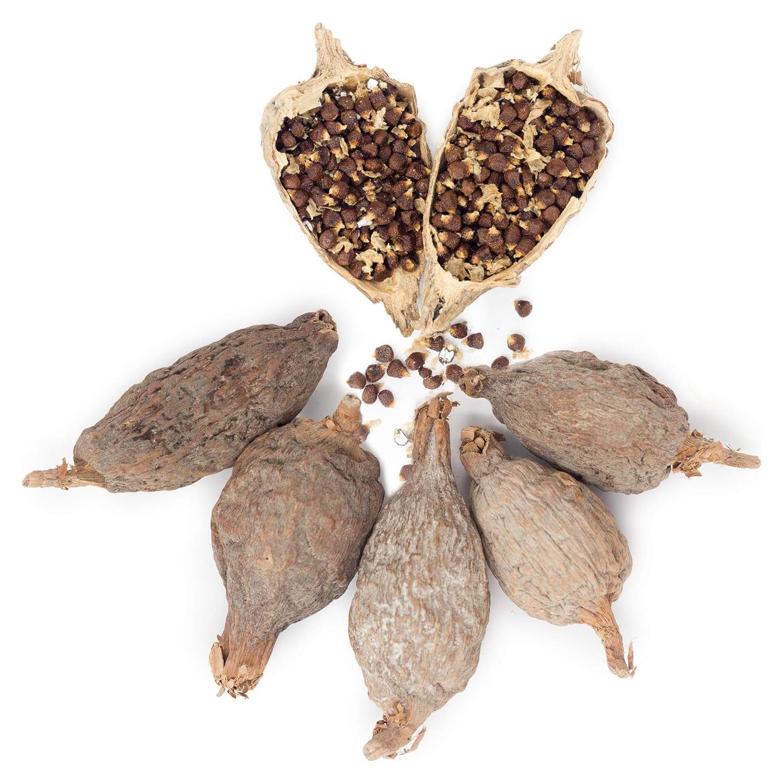 Pimienta de Cocodrilo Orgánica Africana Atare - 5 Vainas