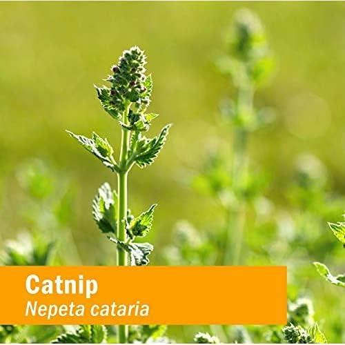 Extracto Líquido de Nepeta Cataria Orgánico Herb Pharm 29.57 ml