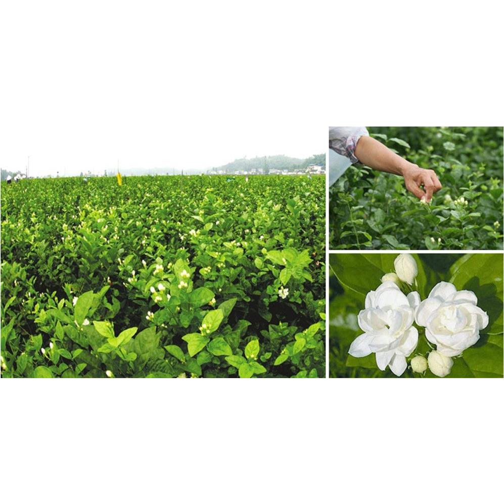 Yemas de Jazmín Secas 113.4g TooGet - Té Herbal Natural