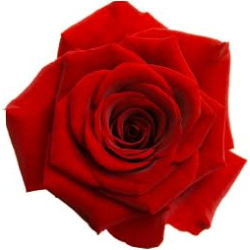 Polvo de Pétalos de Rosa Roja Orgánica Iyasa 226g - Grado Alimenticio