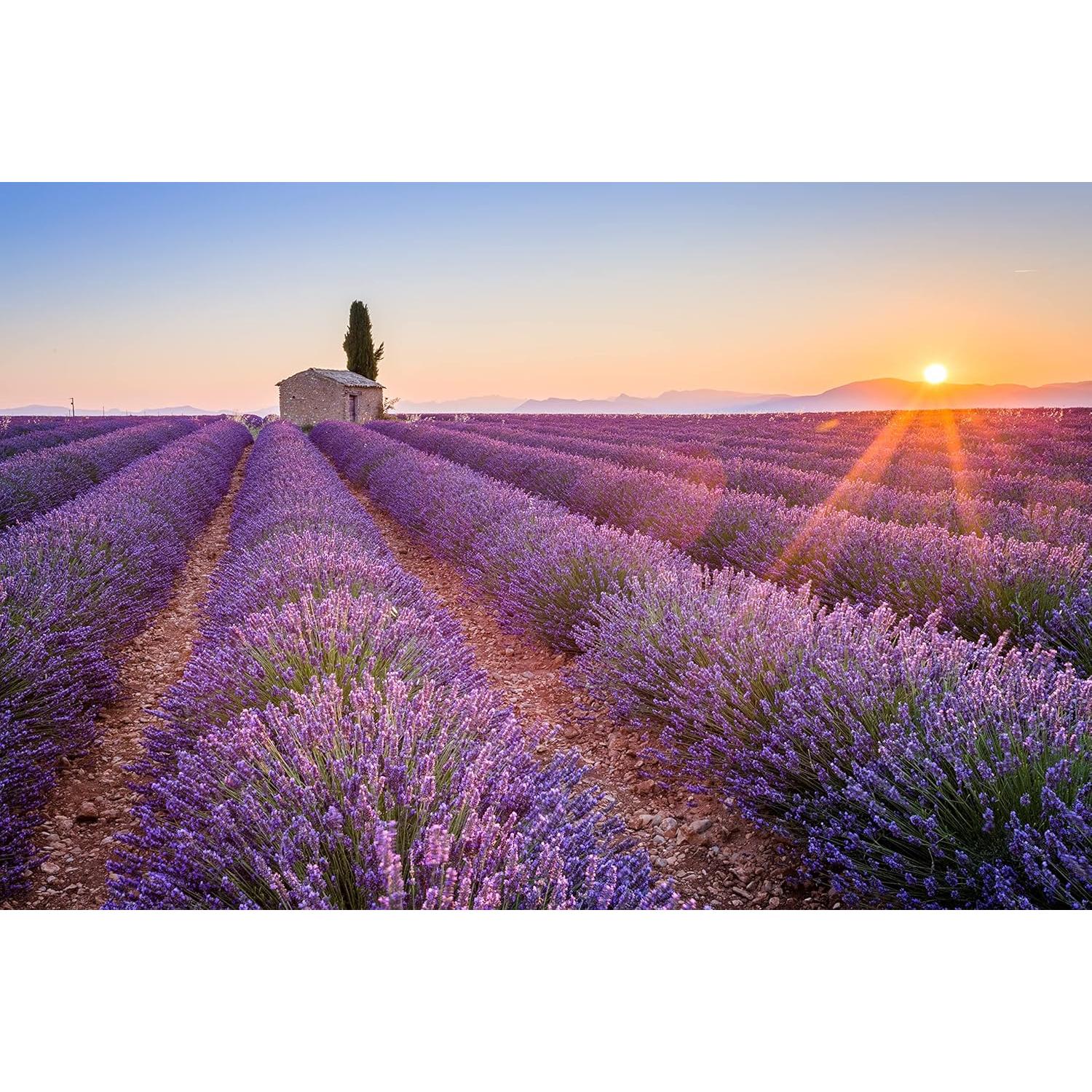 Té de Lavanda Orgánica U.S. Wellness 113.4g - 100% Certificado