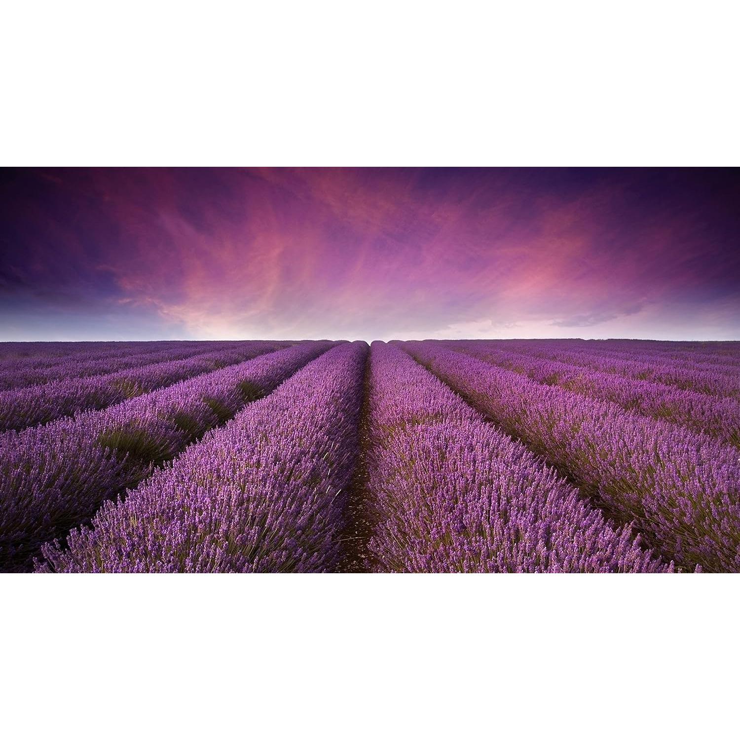 Té de Lavanda Orgánica U.S. Wellness 113.4g - 100% Certificado