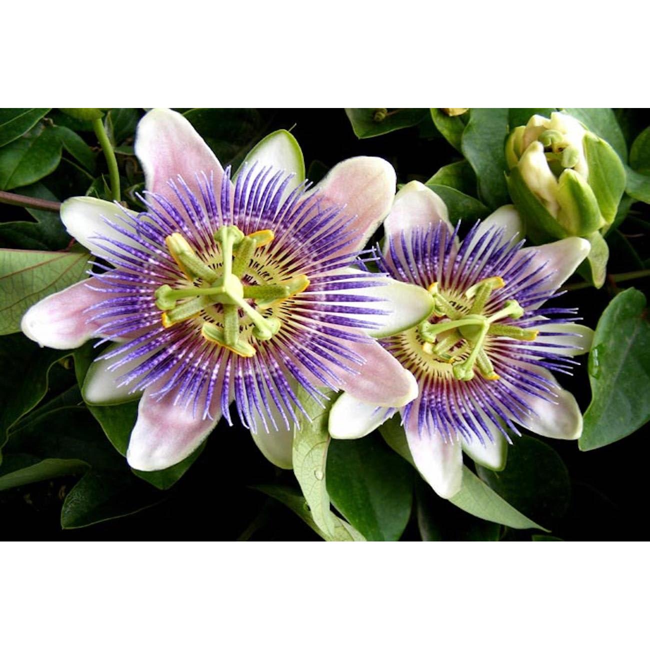 Té de Pasiflora seca 56.7 g - Morel Distribution Co.