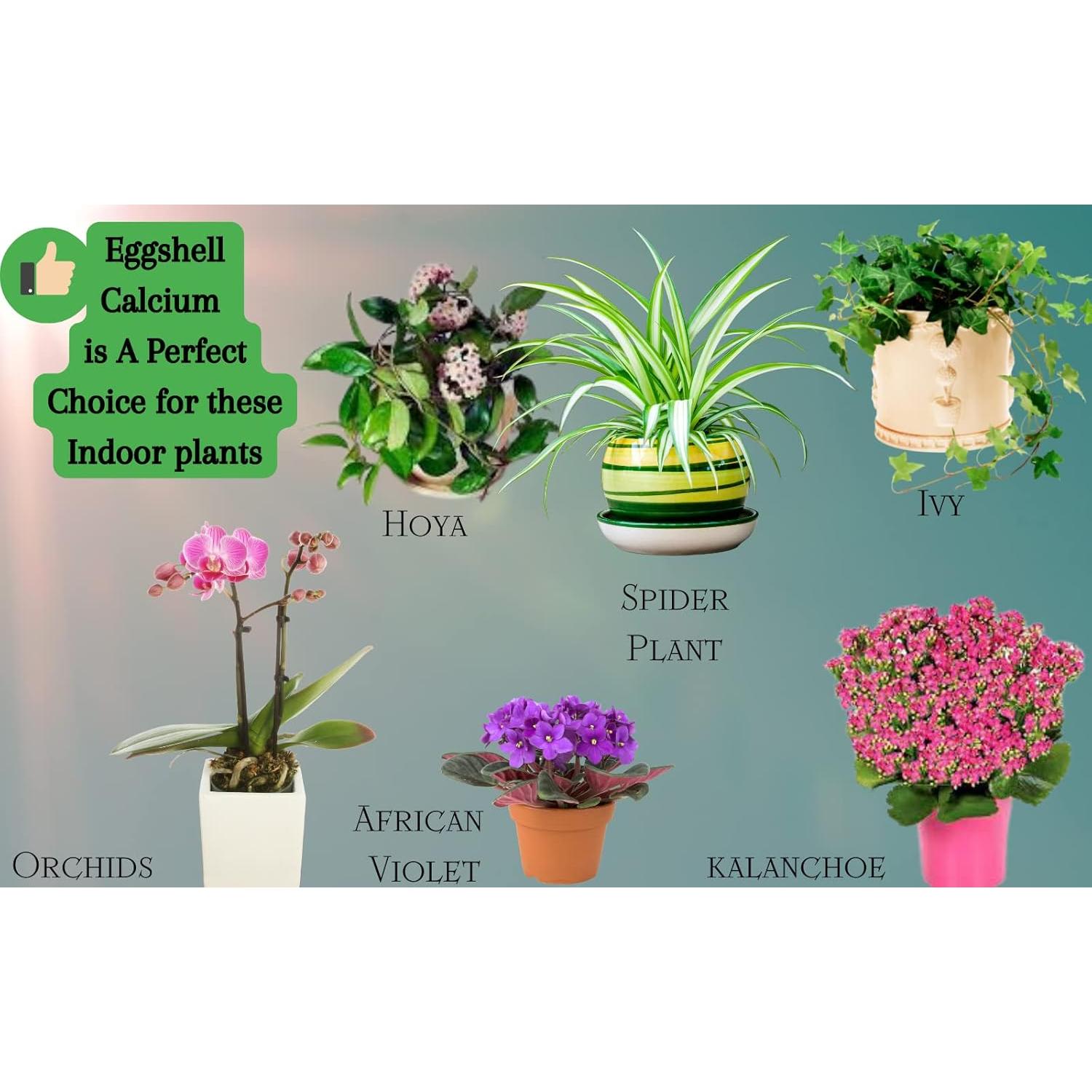 Fertilizante Natural en Polvo de Cáscara de Huevo 113g