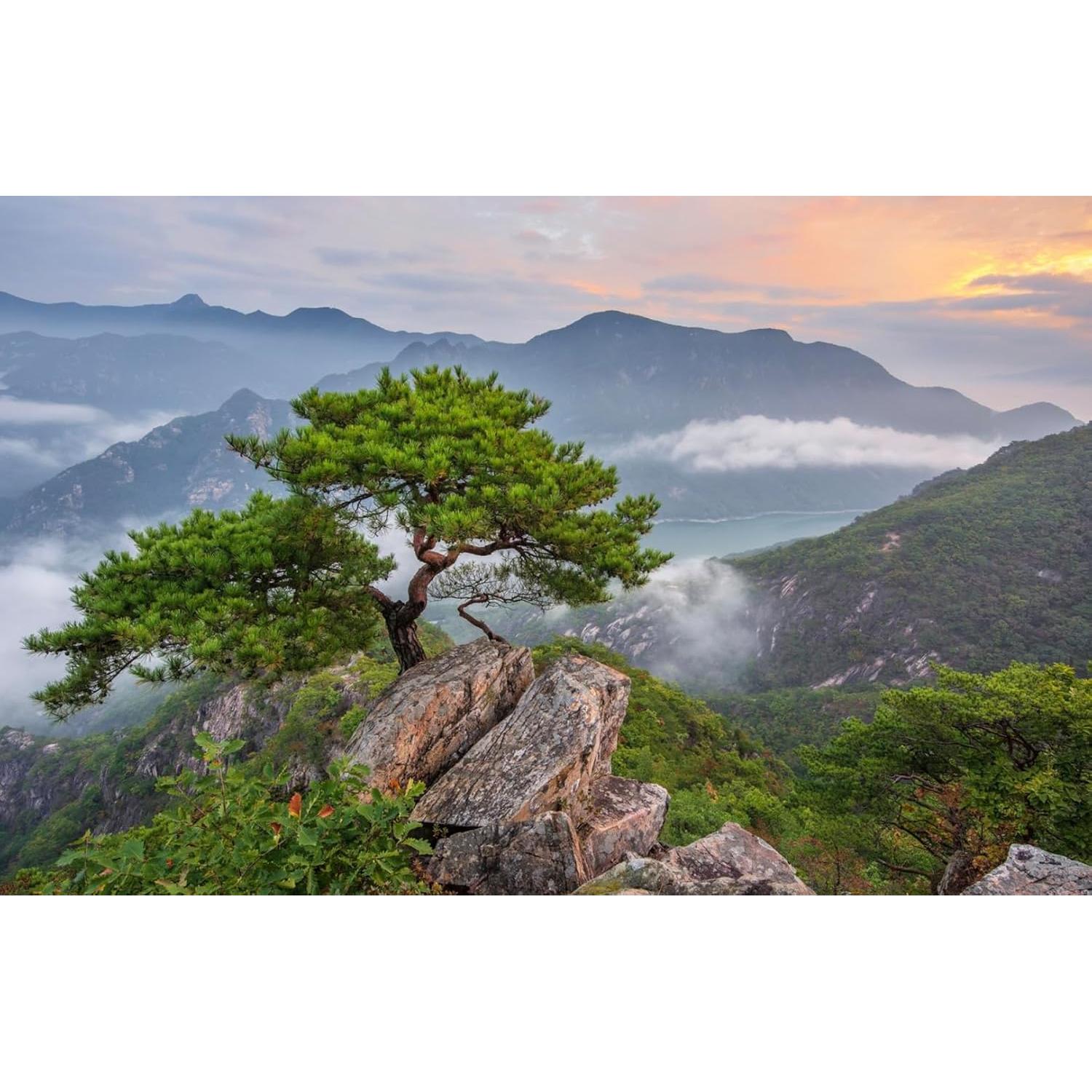 Cápsulas Veganas de Aceite de Aguja de Pino Rojo 30 Unidades